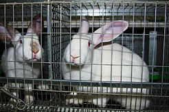 Conejos