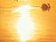 sol