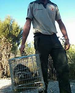 Mapache capturado en Navarra