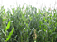 Campo de cultivo.