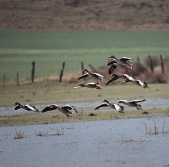 Laguna de Pitillas