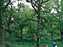 Arboles