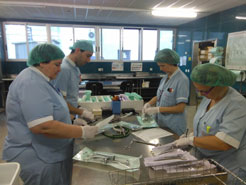 Esterilizacion