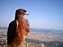 Águila