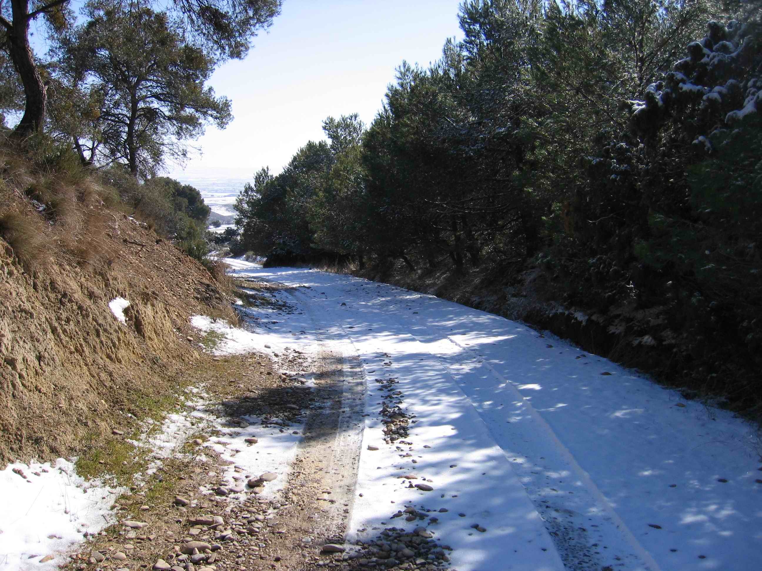 Pista forestal nevada