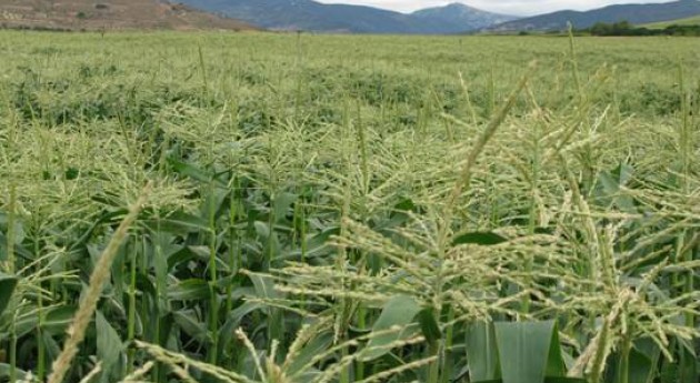 Plantas de regadío