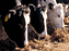 Vacas. 