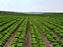 Campo de cultivo. 