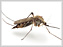 Mosquito