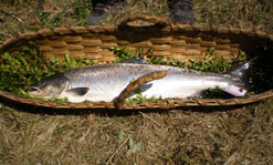 Un salmón pescado en el río Bidasoa.