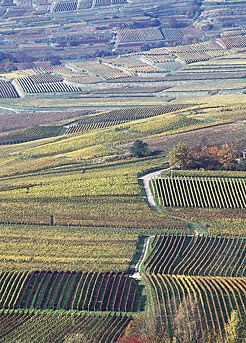 Campos de cultivo.