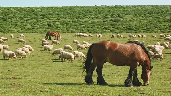 Caballos y ovejas en un pasto