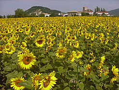 Campo de girasoles