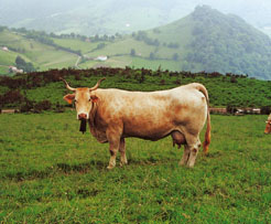 Vaca pirenaica