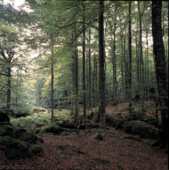 Hayedo de la sierra de Urbasa