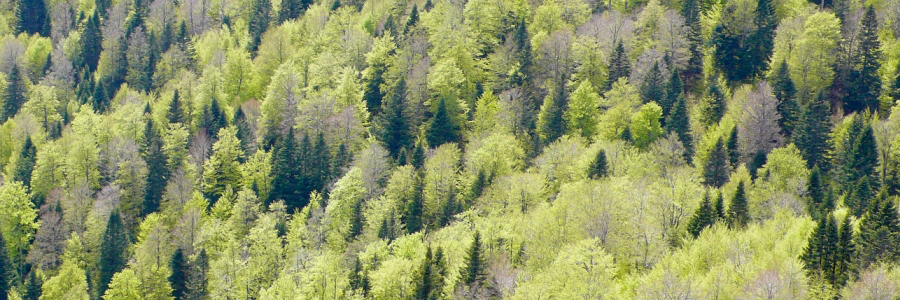 Uno de los bosques más extensos de Europa occidental