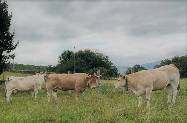 Gobernuak adostasuna eman dio Animalien Osasunari buruzko Foru Legea aldatzeko proposamenari