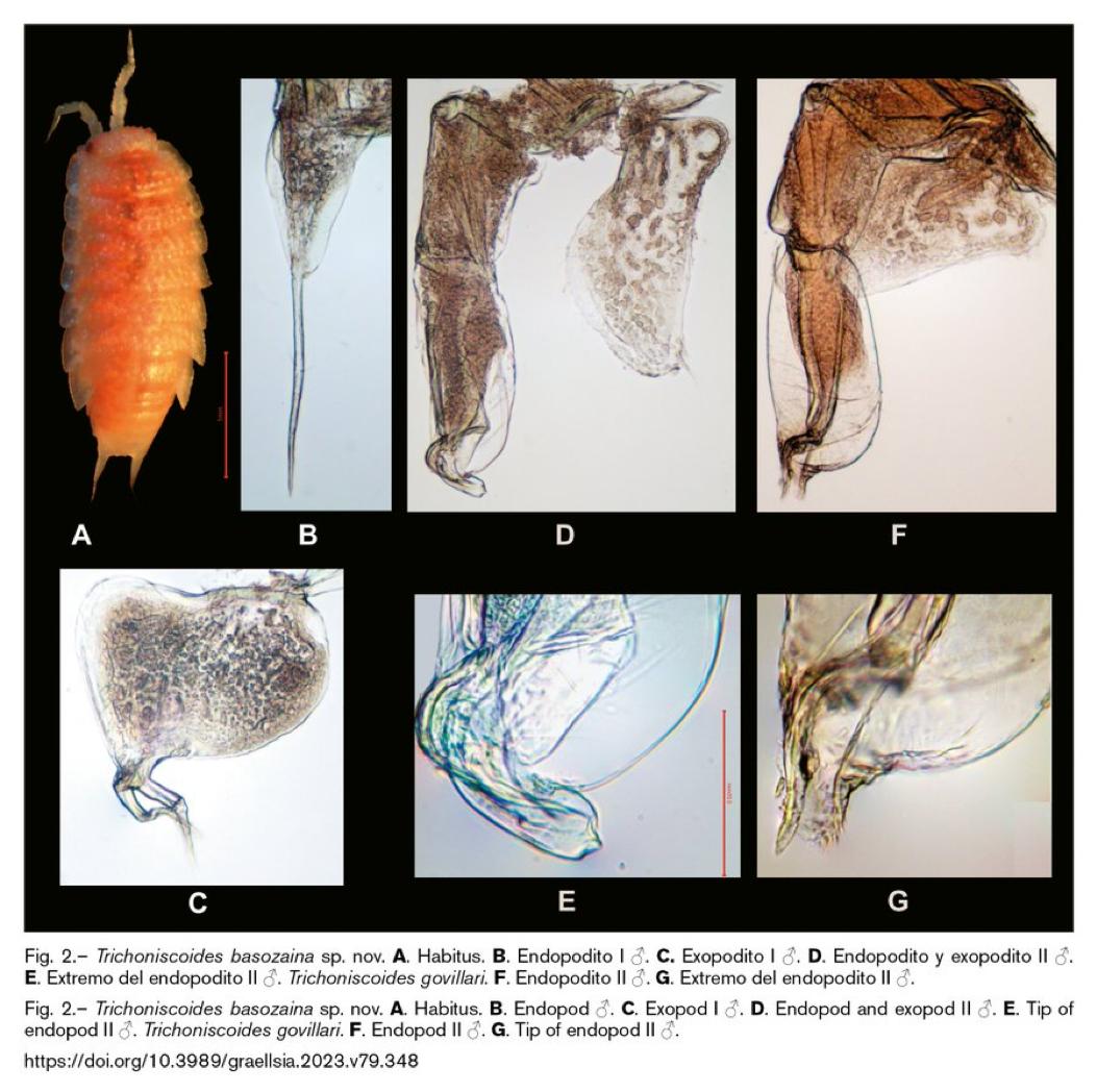 Bi biologok krustazeo espezie berri bat aurkitu dute Arraratseko haitzuloan eta 'Trichoniscoides basozaina' izena jarri diote