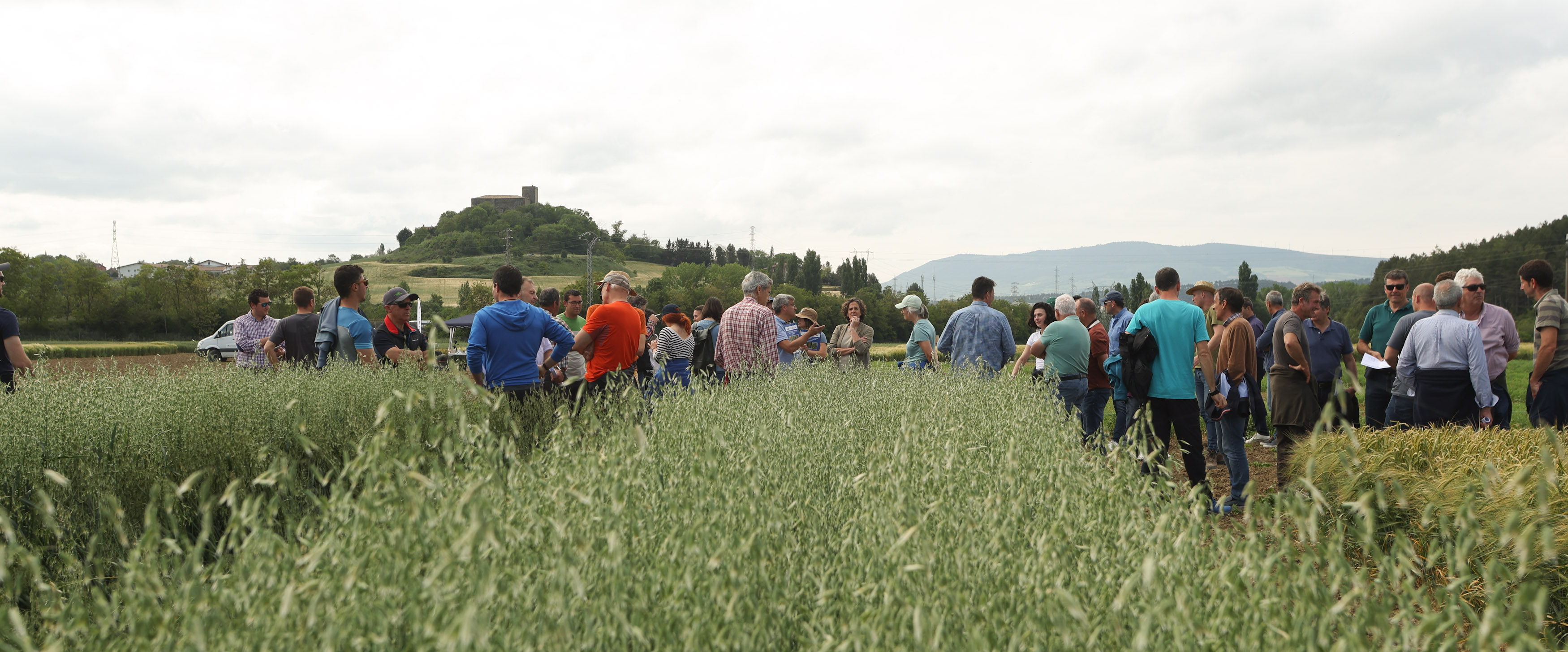 INTIA evalúa las variedades de cereal que mejor se adaptan a la sequía en Navarra