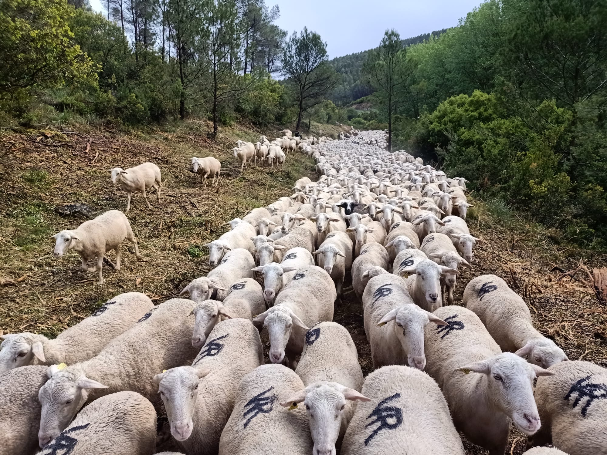 El Gobierno de Navarra completa el desbroce de 8 hectáreas de bosque en la vía pecuaria de los pastores Salacencos a su paso por Cáseda y Lumbier