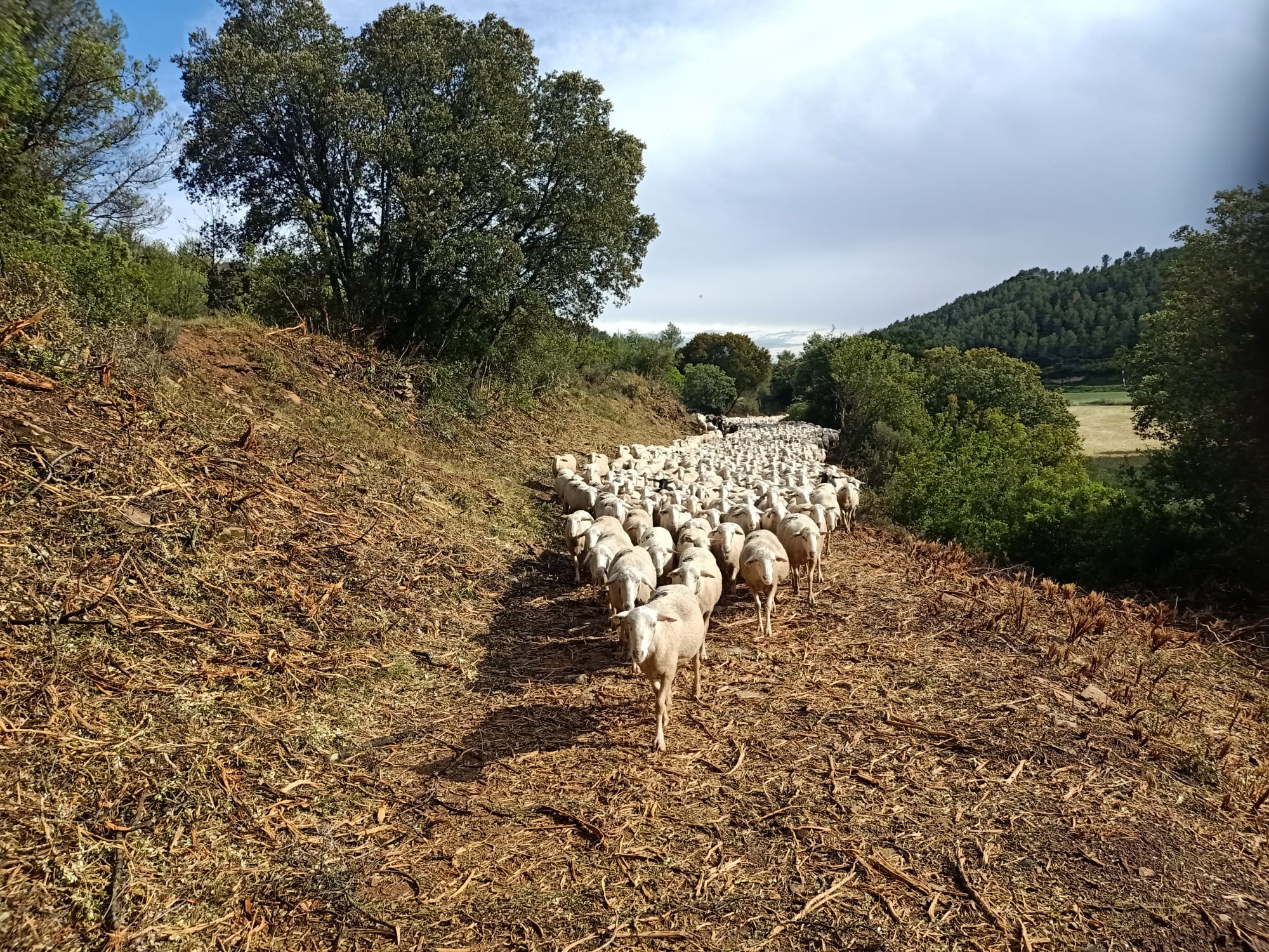 Landa Garapenak 85.000 euro bideratuko ditu abeltzaintza transhumantera