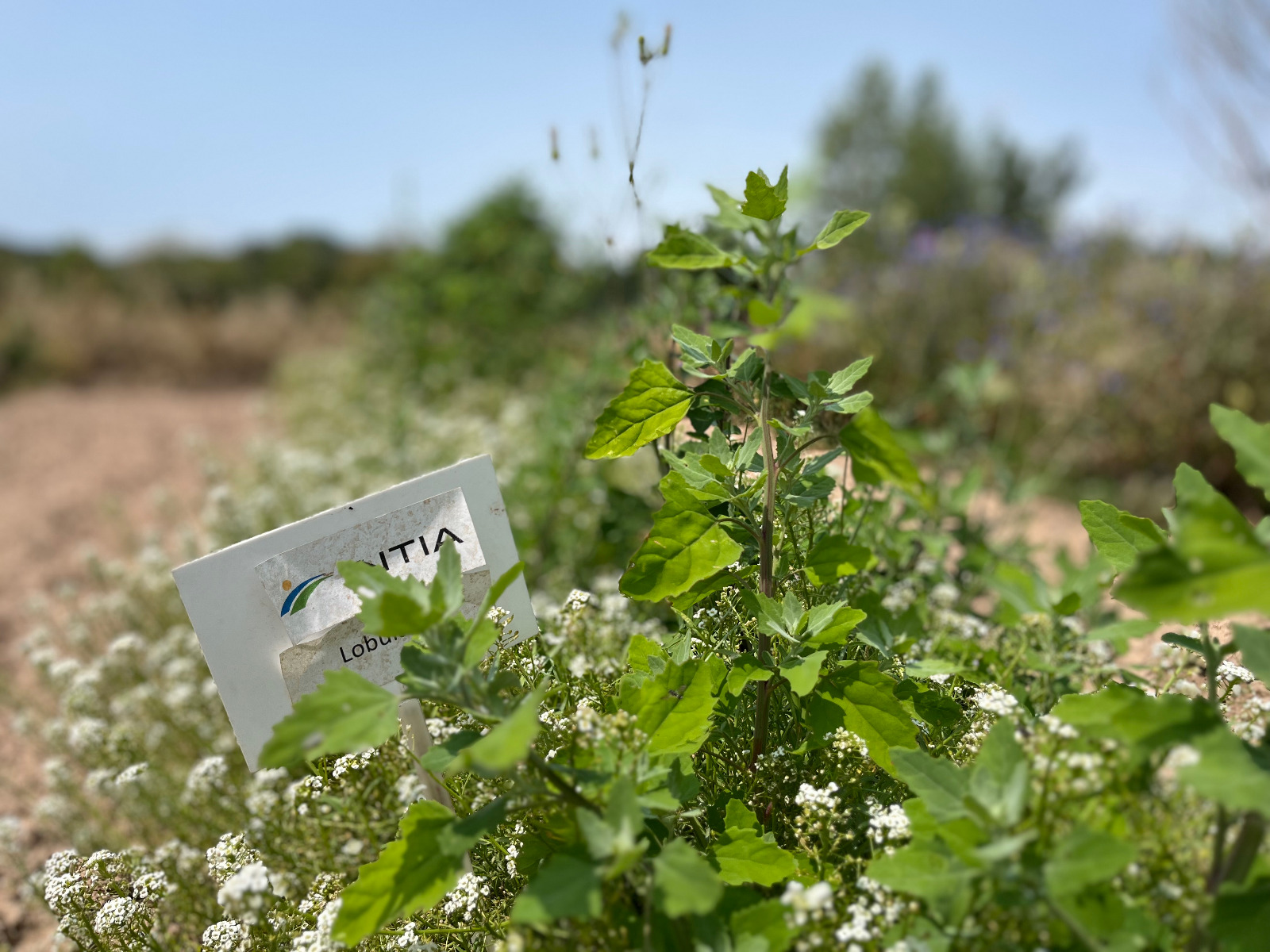 ¿Qué es y qué se hace en la finca experimental en ecológico de Navarra situada en Sartaguda? 