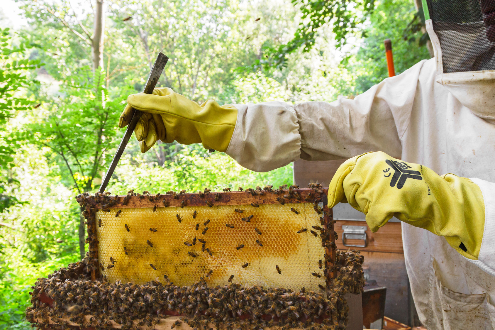 Desarrollo Rural aprueba la convocatoria de ayudas a la apicultura para 2025