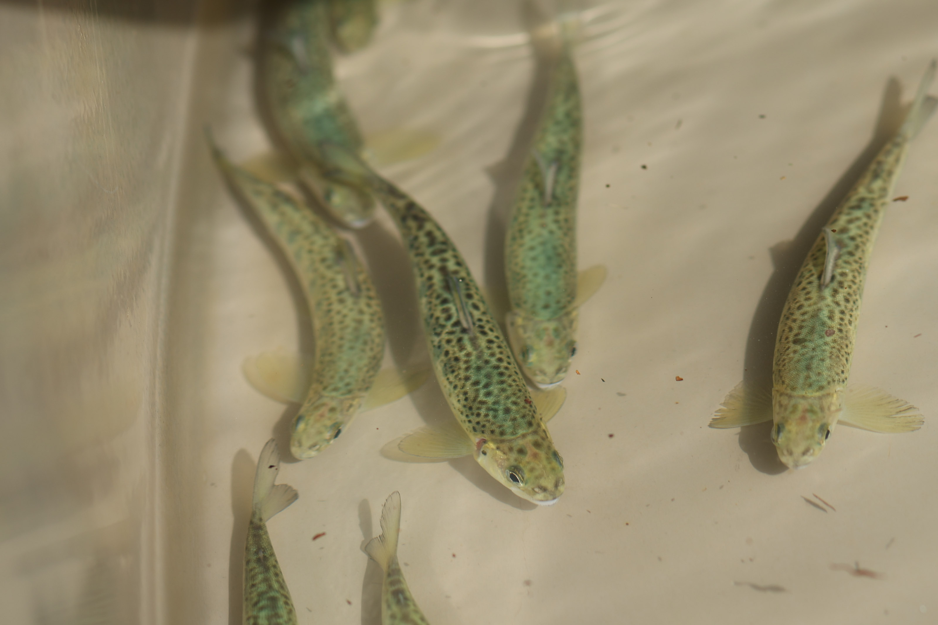 Izokinak Oronotzeko arrain-haztegian. 