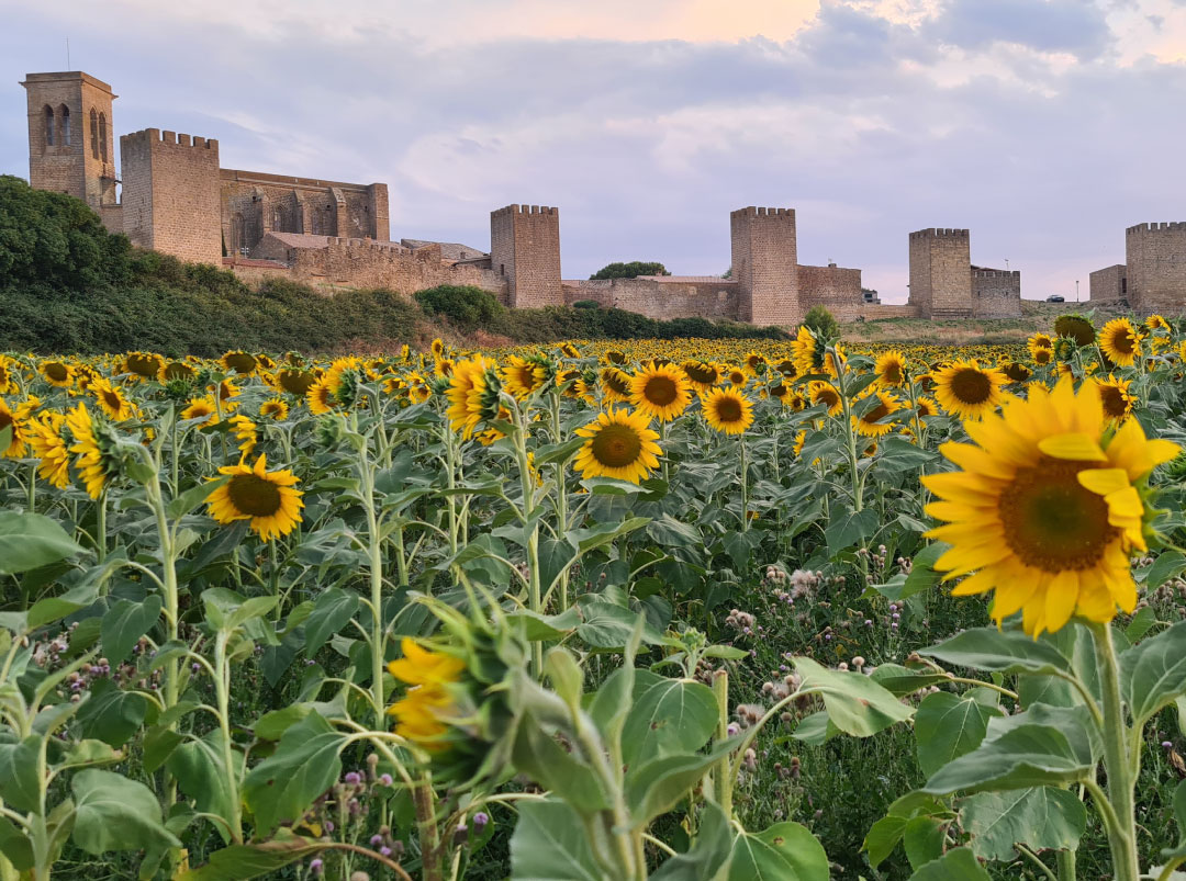 Imagen del artículo Artajona opta a ser la Capital del Turismo Rural 2024 en una votación popular entre diez finalistas que se inicia hoy