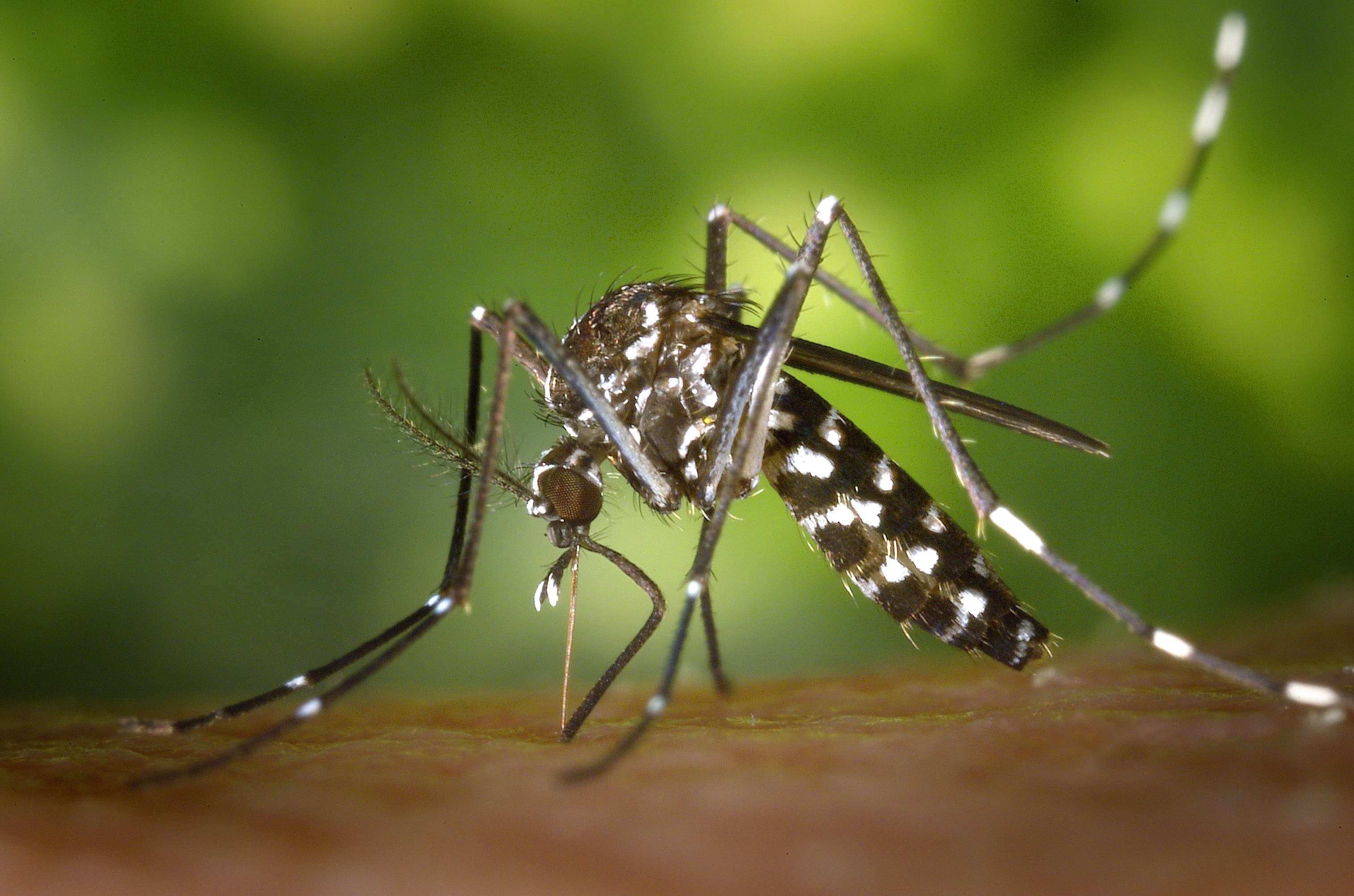Imagen del artículo El Instituto de Salud Pública y Laboral de Navarra comienza una nueva campaña de vigilancia y control de mosquito tigre