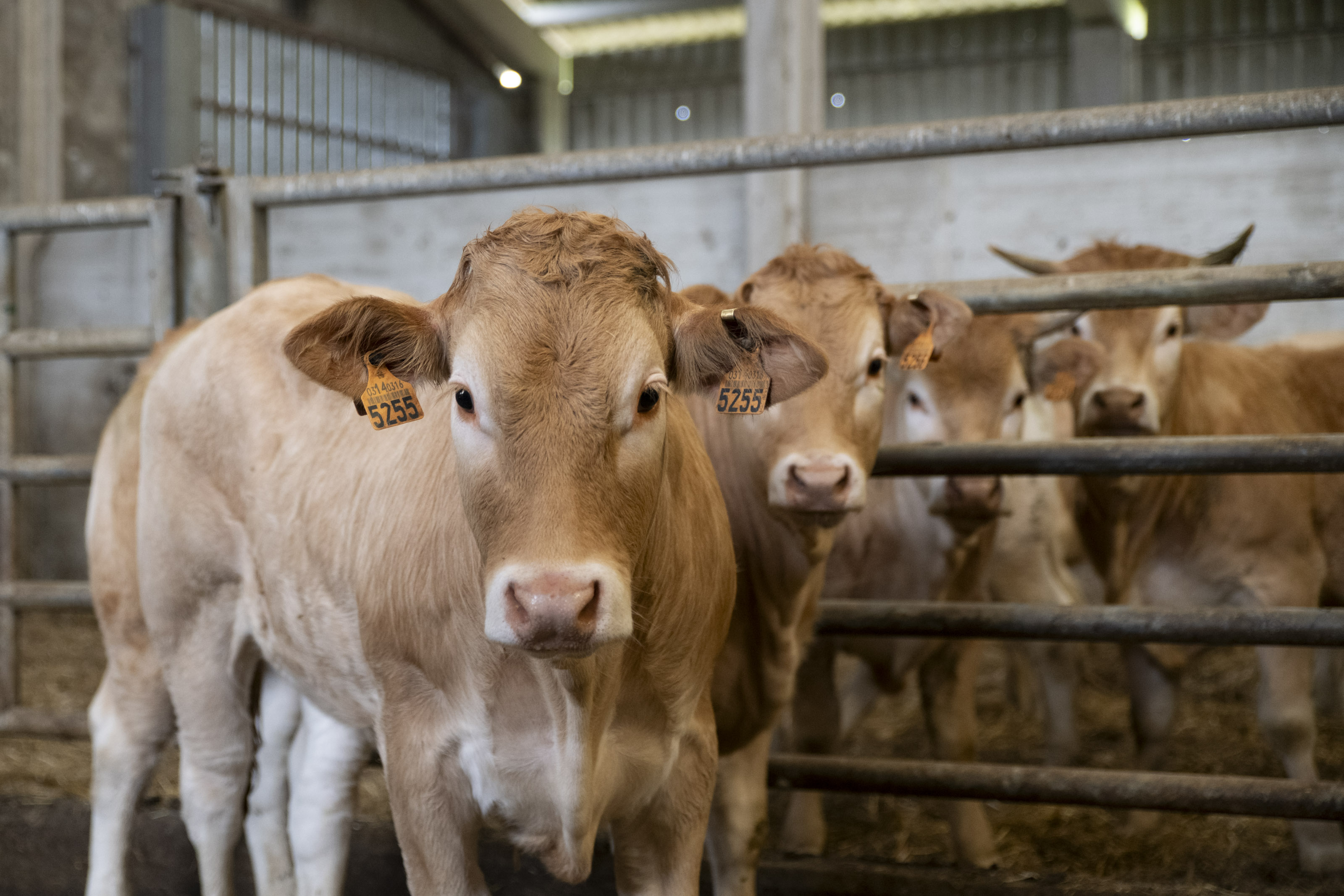 Imagen del artículo Agricultura convoca varias ayudas para la prevención de enfermedades, conservación de recursos genéticos y sustituciones en explotaciones ganaderas 

Se podrán solicitar en el plazo de un mes, hasta el 29 de mayo   	 		 		30/04/2024 		    		 			 			 				 						 							camera_alt