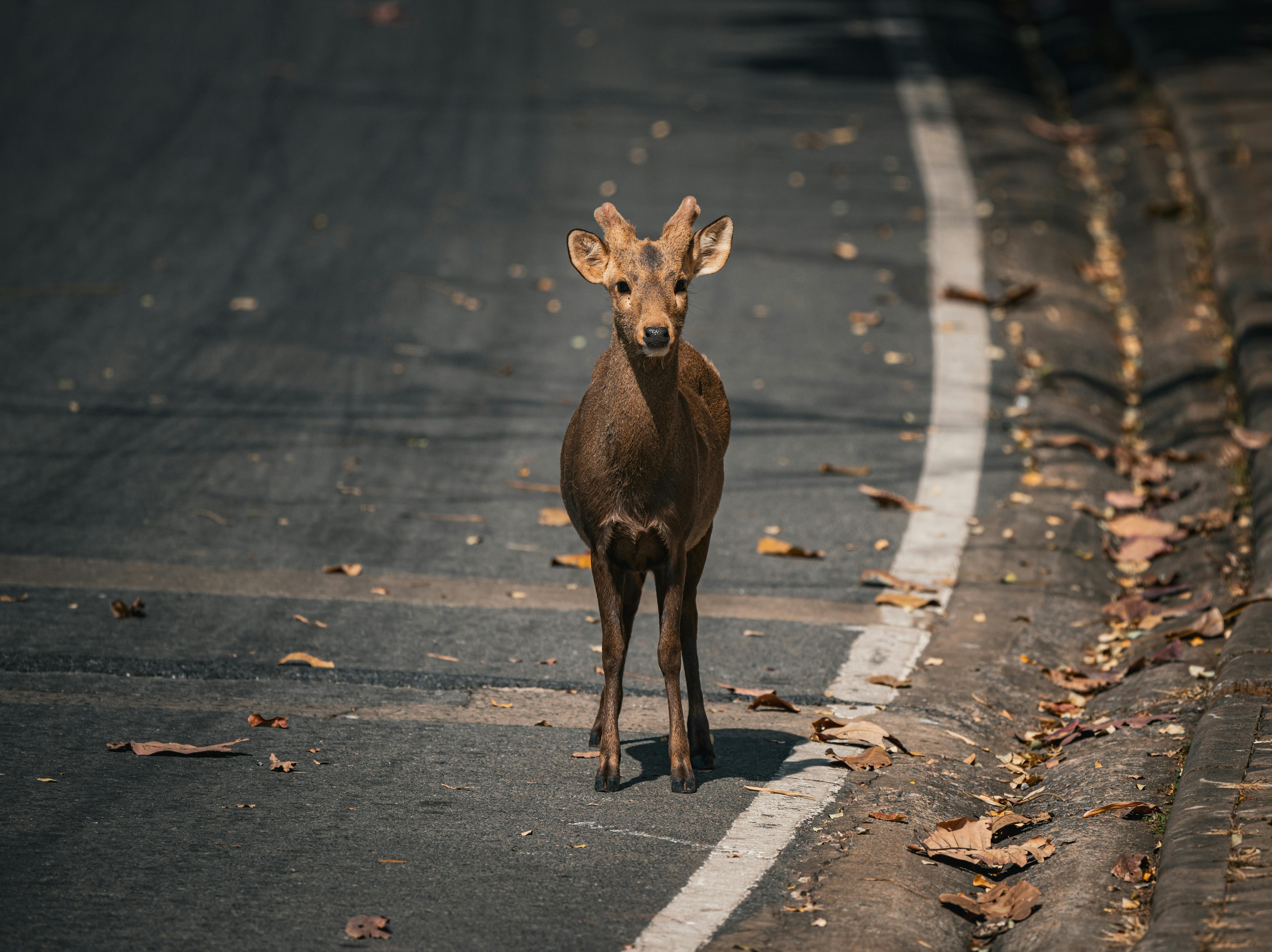 Imagen del artículo El Gobierno de Navarra continúa su trabajo interdepartamental para reducir los accidentes con animales en carretera 

Policía Foral, Tráfico, Conservación de Carreteras y Caza mantienen encuentros periódicos para identificar puntos negros y utilizar una señalización adecuada   	 		 		08/05/2025 		    		 			 			 				 						 							camera_alt