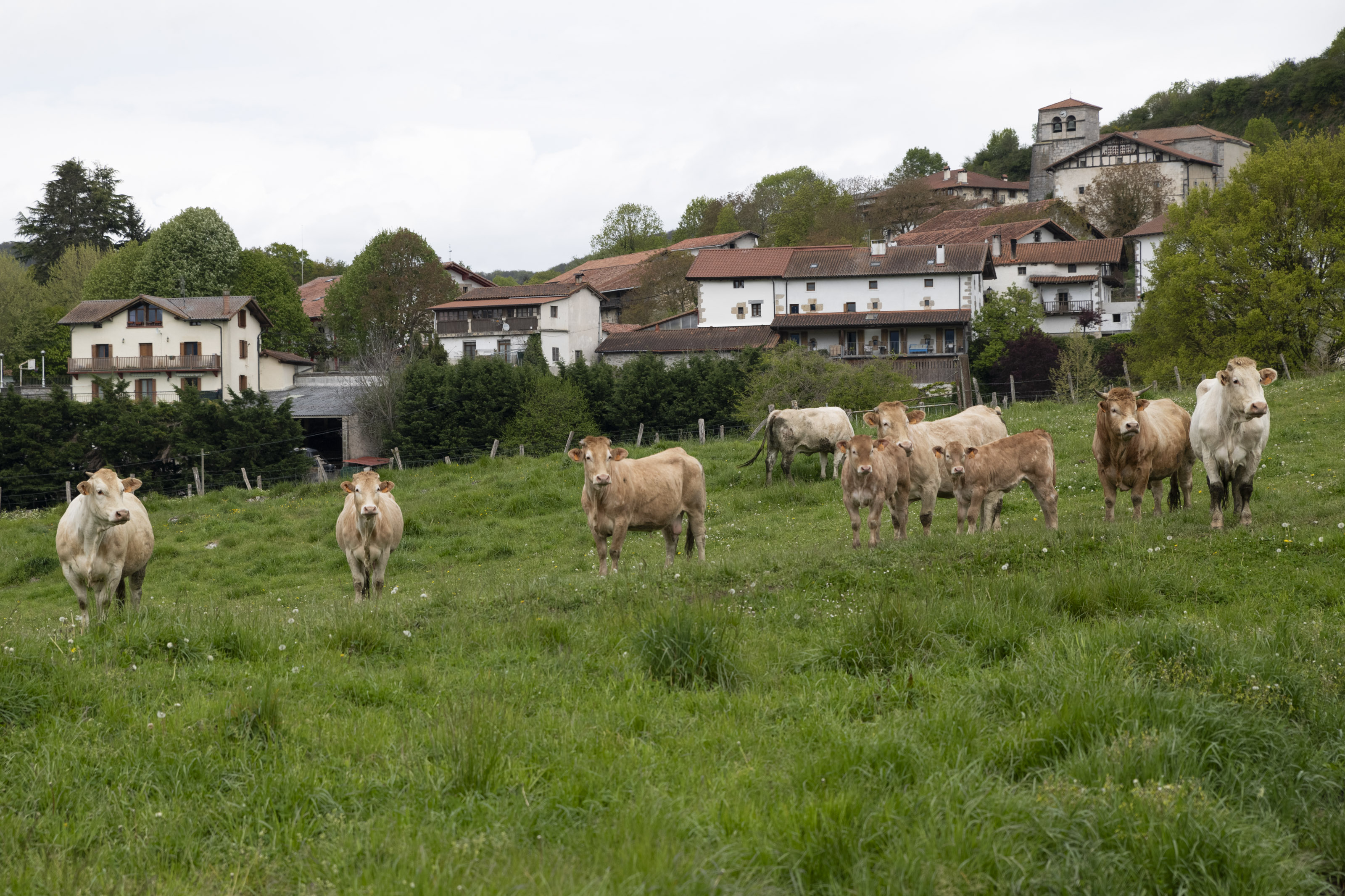 Imagen del artículo Desarrollo Rural financiará con 10 millones de euros las inversiones en explotaciones agrarias La subvención se podrá solicitar por vía telemática hasta el 1 de agosto 02/06/2025 camera_alt