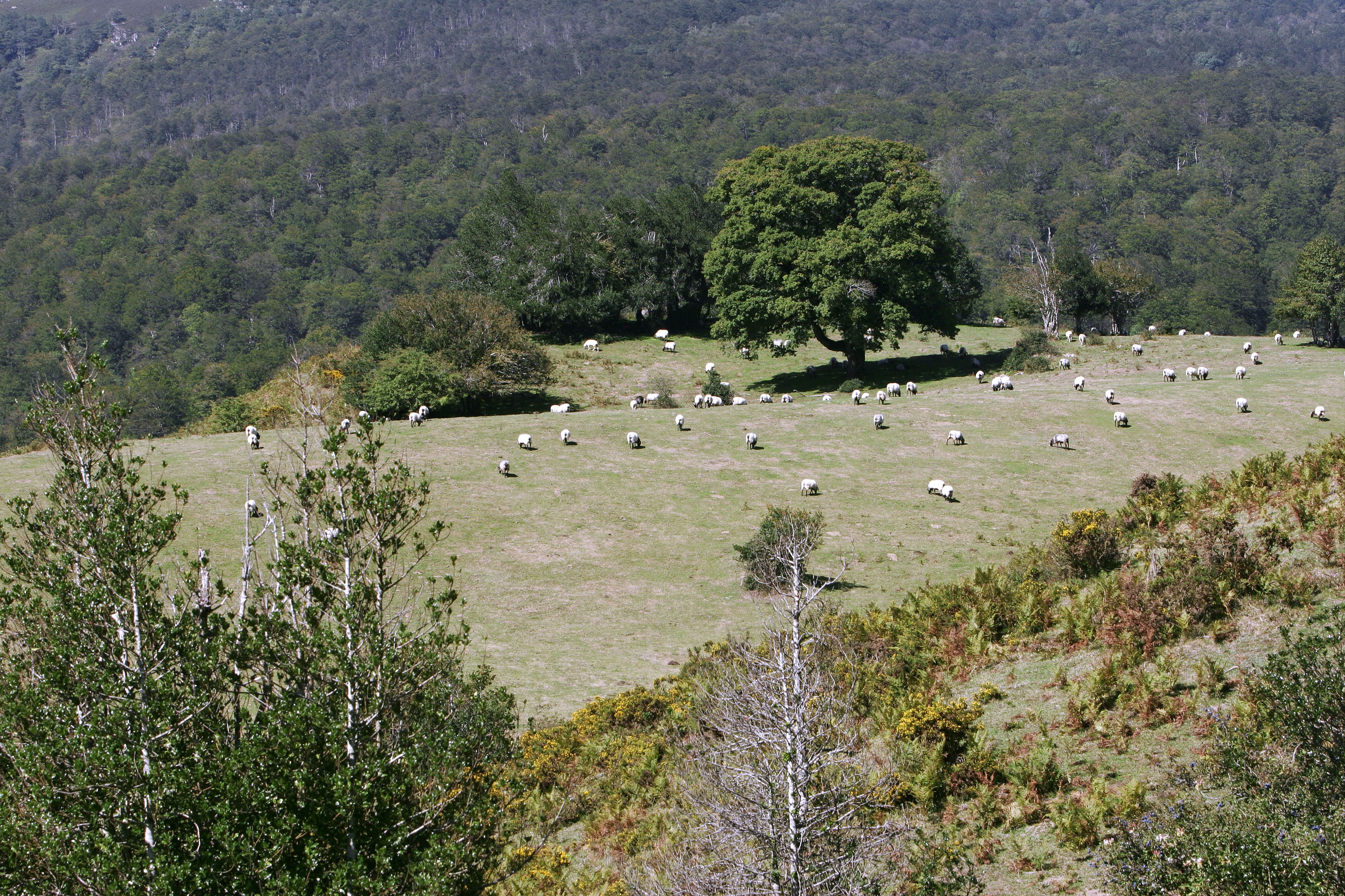 Imagen del artículo Desarrollo Rural aprueba ayudas de apoyo a las explotaciones lácteas ubicadas en zonas de montaña Invertirá casi 190.000 euros para la recogida de leche de vacuno, ovejas y cabras y la transformación de la producción de las ovejas latxas 30/07/2025 camera_alt