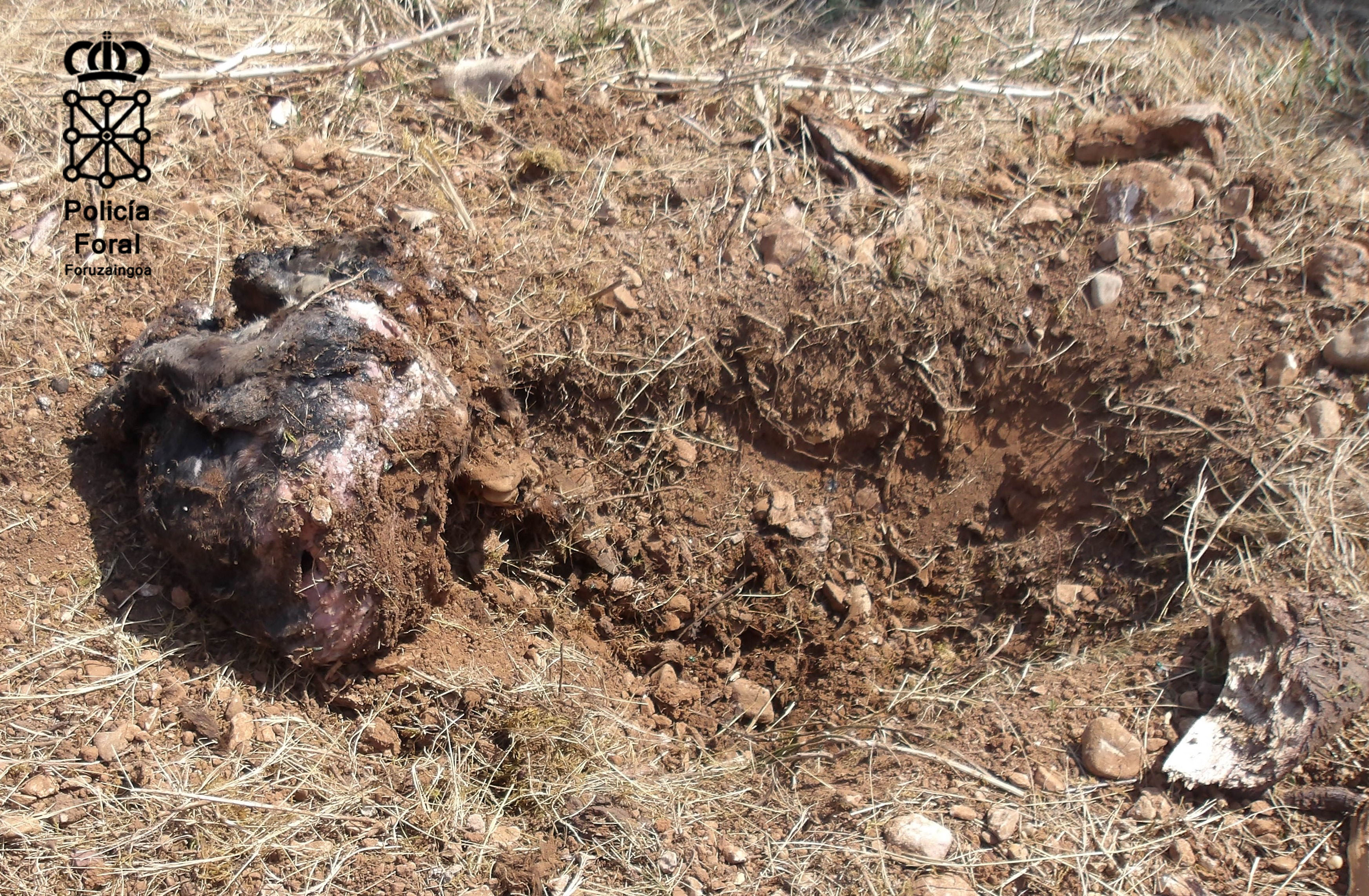 imagen Investigados dos varones por un delito de contra los animales