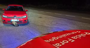 <p align="center" class="Default" style="text-align:center"><span style="font-size:12pt"><span style="font-family:Calibri,sans-serif"><span style="color:black"><i><span lang="ES-TRAD" style="font-size:11.0pt">Uno de los atropellos a animales atendidos. </span></i></span></span></span></p>
