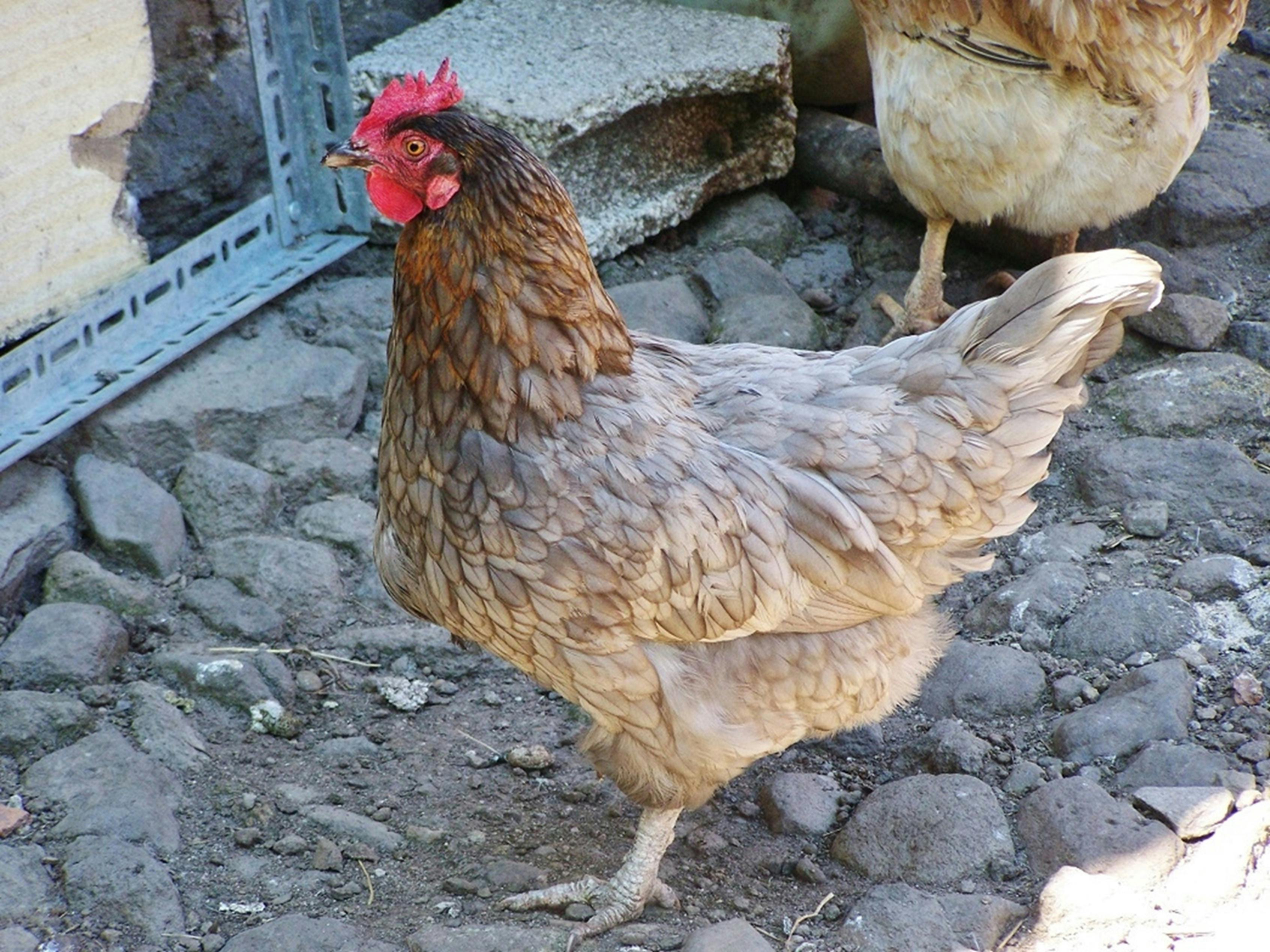 imagen Se levanta el confinamiento de las granjas avícolas en la mayoría de Navarra por la mejoría de la gripe aviar