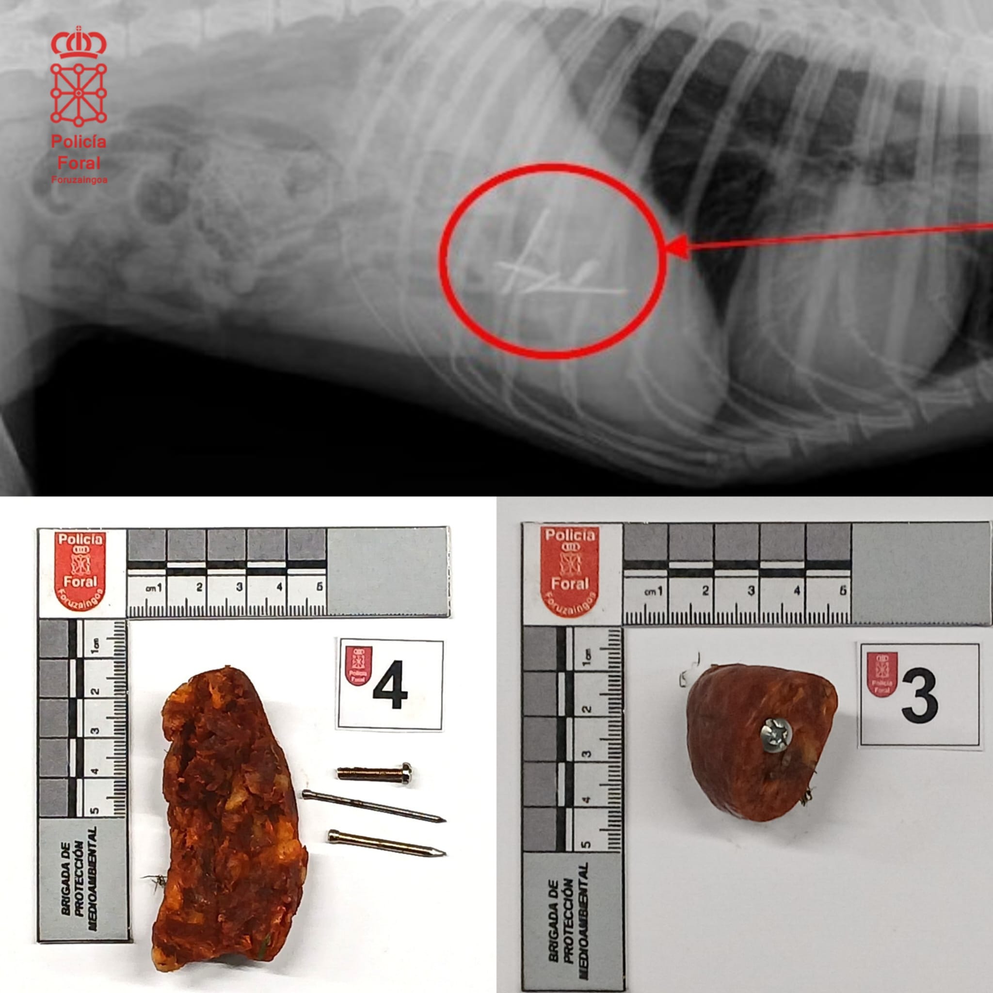 imagen Investigado un varón de 23 años en la comarca de Pamplona por un delito de maltrato animal por colocación de cebos con elementos punzantes