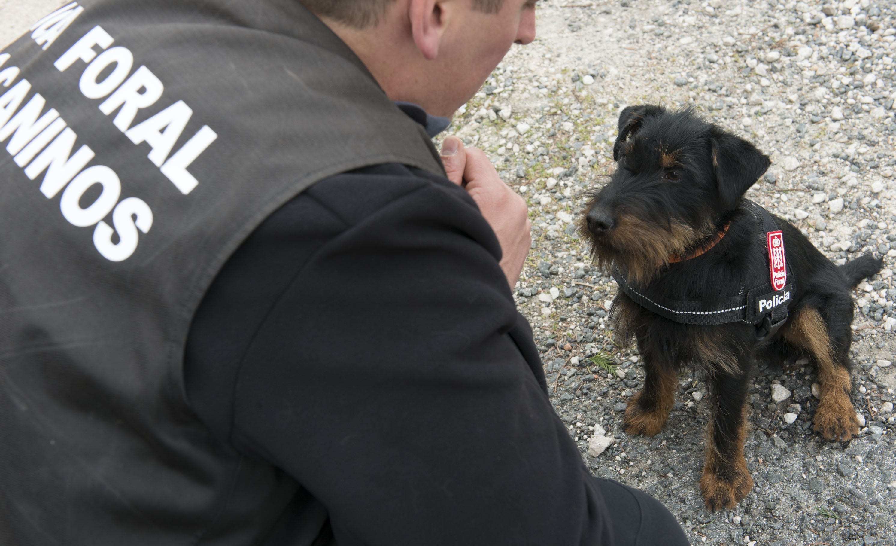 El cachorro de jagd terrier recibe indicaciones del agente que lo adiestra.