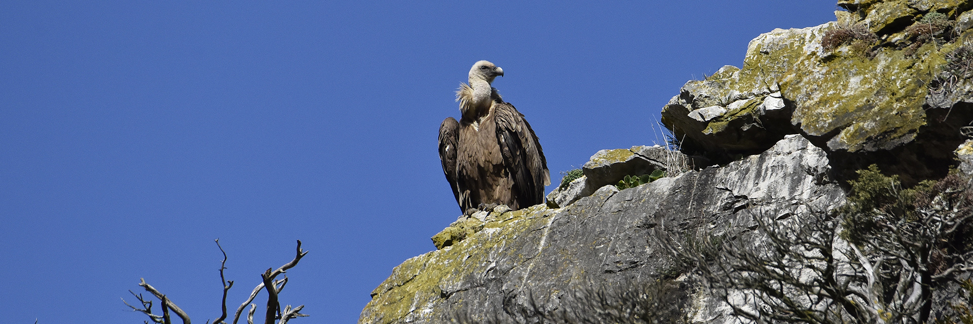 Observatorios de Aves